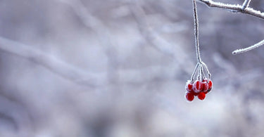 Red Maine berries in backyard snowy garden.