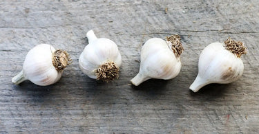 Hardneck garlic for backyard Fall planting.