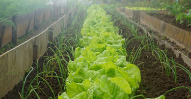 Rows of bright green lettuce in a raised community garden bed