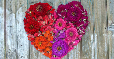 Mutli-colored heart shaped zinnias.