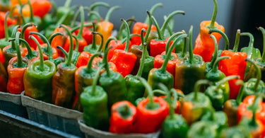 Pinetree Garden Seeds hot Pepper mix harvest in containers