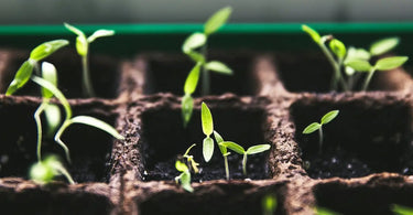 Small green seedlings in a soil filled tray