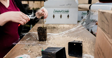 Gardener wrapping spring plants to be shipped out