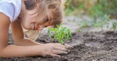 Young gardener checking on tomato seedling in garden bed