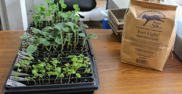 A tray of seedlings ready to be transplanted next to a bag of soil