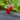 Alexandria Alpine Strawberry (100-120 Days) - Vegetables