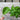 Amara Greens (21-40 Days) - Vegetables