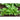 Amara Greens (21-40 Days) - Vegetables