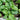 Amara Greens (21-40 Days) - Vegetables