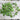 Amara Greens (21-40 Days) - Vegetables
