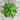 Amara Greens (21-40 Days) - Vegetables