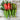 Anaheim Hot Pepper (Heirloom 80 Days) - Vegetables