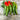 Anaheim Hot Pepper (Heirloom 80 Days) - Vegetables