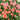 Apricot Beauty Tulip - Fall