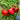 Arica Pepper (F1 Hybrid 75 Days) - Vegetables