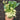 Aspabroc Broccoli (F1 Hybrid 50 Days) - Vegetables