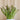 Asparagus ’Millenium’ - Spring