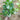 Baby Pak Choi (50 Days) - Vegetables