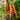 Bambino Carrot (61 Days) - Vegetables