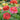 Benary’s Giant Coral Zinnia - Flowers