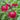 Benary’s Giant Deep Red Zinnia - Flowers