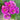 Benary’s Giant Purple Zinnia - Flowers