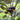 Black Pearl Ornamental Pepper - Flowers