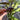 Black Pearl Ornamental Pepper - Flowers