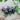 Blueberries Tomato (Organic 85 Days) - Vegetables
