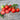 Bonny Best Tomato (Heirloom 72 Days) - Vegetables