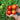 Bonny Best Tomato (Heirloom 72 Days) - Vegetables