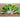 Bopak Pak Choi (Organic F1 Hybrid 50 Days) - Vegetables