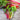 Bright Lights Swiss Chard (50 Days) - Vegetables