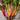 Bright Lights Swiss Chard (50 Days) - Vegetables