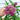 Bring in the Butterflies Collection - Seed Collections