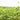 Broccoli Microgreens (1 oz) - Vegetables