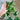 Catnip - Herbs