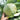 Charleston Wakefield Cabbage (Heirloom 70 Days) - Vegetables