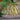 Cherokee Wax Bush Bean (55 Days) - Vegetables