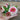 Cherry and Ivory Swizzle Zinnia - Flowers