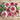 Cherry and Ivory Swizzle Zinnia - Flowers