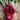 Chioggia Beet (Heirloom 55 Days) - Vegetables