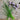 Chives - Herbs