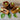 Chocolate Beauty Pepper (74 Days) - Vegetables