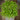 Cilantro Microgreens (1 oz) - Vegetables