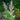 Clary Sage - Herbs
