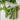 Cocozelle Summer Squash (Heirloom 58 Days) - Vegetables