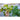 Compatto Dill - Herbs