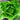 Crisp Mint Lettuce (60 Days) - Vegetables