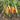 Culinary Blend Carrot (Organic 60-70 Days) - Vegetables